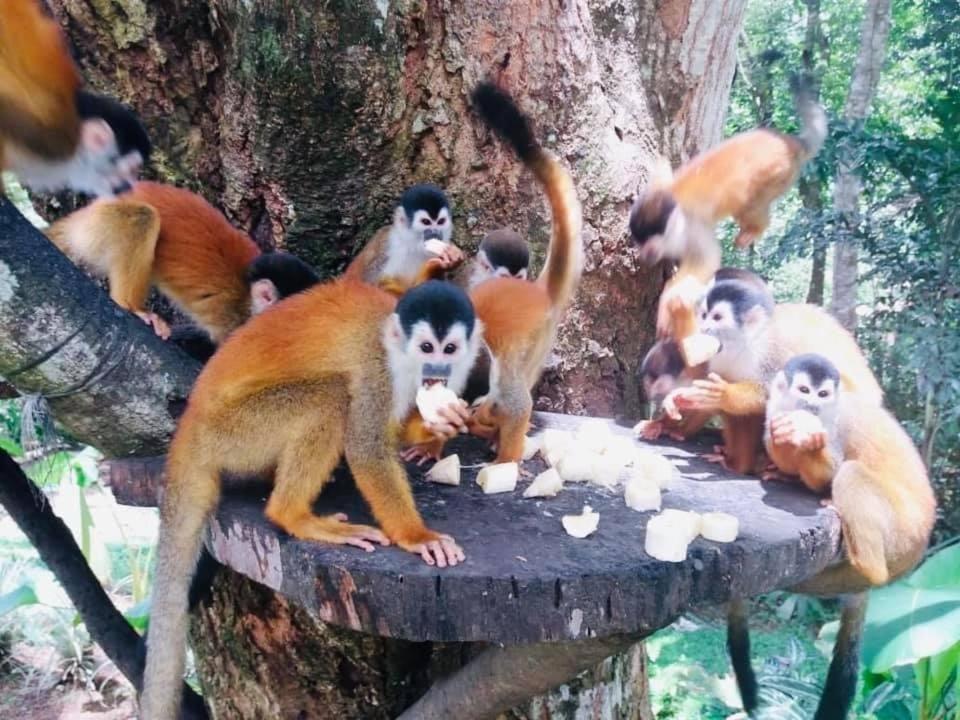 La Purruja Lodge Голфито Екстериор снимка